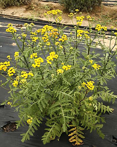 معرفی و راهنمای پرورش گیاهان زینتی فضای باز - شیشا / کاسنی بری